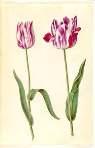 Tulipa gesneriana (have-tulipan) بواسطة هانز سيمون هولتزبيكر
