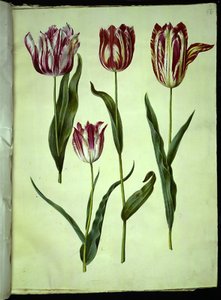Tulipa gesneriana (have-tulipan) بواسطة ماريا سيبيلا ميريان
