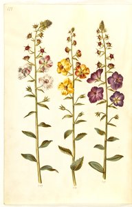 فيرباسكوم بلاتاريا (انحلال عنقودي) ؛ Verbascum phoeniceum (تجميد أرجواني) بواسطة هانز سيمون هولتزبيكر