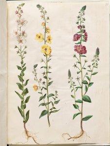 فيرباسكوم بلاتاريا (انحلال عنقودي) ؛ Verbascum phoeniceum (تجميد أرجواني) بواسطة هانز سيمون هولتزبيكر