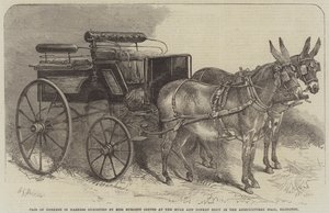زوج من الحمير في الحزام عرضته الآنسة Burdett Coutts في عرض البغل والحمير في القاعة الزراعية ، Islington بواسطة هاردن سيدني ملفيل