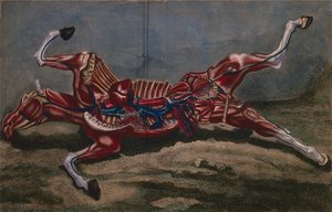 تشريح حصان ، من "Cours d&39;Hippiatrique ou Traite Complet de la Medecine des Chevaux" بواسطة فيليب إتيان لافوس (1738-1820) منقوش بواسطة كلود فيسارد ، 1772 بواسطة Harguinier