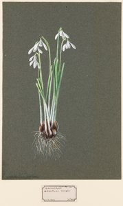 Galanthus nivalis L. Snowdrop، c1903-1915. بواسطة هارولد درينكووتر
