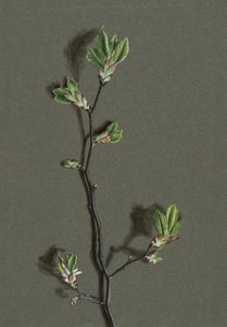Ulmus glabra Huds Wych Elm ، c1870-1920. بواسطة هارولد درينكووتر