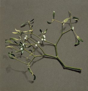 ألبوم فيرونيكا L Mistletoe ، c1870-1920. بواسطة هارولد درينكووتر