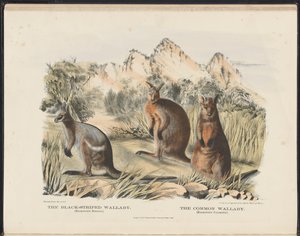 الثدييات الأسترالية (Krefft) Nla.obj-33627803-13 The Wallaby المخطط الأسود و Wallaby المشترك بواسطة هارييت مورغان