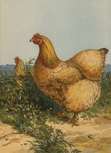 Buff Cochin Hen (chromolitho) بواسطة هاريسون ويليام وير