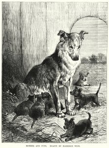Mother and Pups (engraving) بواسطة هاريسون ويليام وير