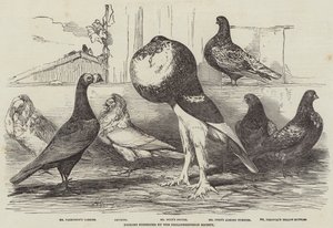 الحمام الذي عرضته جمعية Philoperisteron