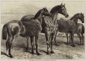 جائزة الخيول في معرض الخيول في القاعة الزراعية ، Islington بواسطة Harrison William Weir