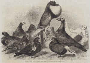 الحمام الجائزة في العرض الأخير لجمعية Halifax Fancy Pigeon Association