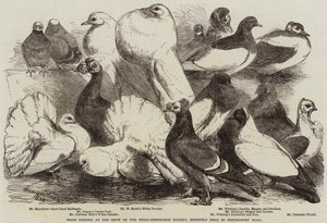 الحمام الجائزة في عرض جمعية Philo-Peristeron ، الذي أقيم مؤخرًا في قاعة الماسونيين بواسطة هاريسون ويليام وير