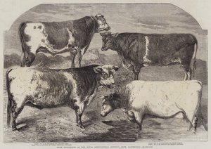جائزة Shorthorns في معرض الجمعية الزراعية الملكية ، كانتربري بواسطة هاريسون ويليام وير
