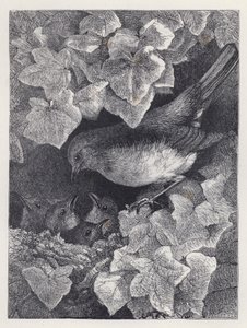 Robin Lectured by His Father (engraving) بواسطة هاريسون ويليام وير