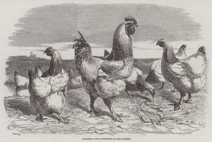 قدم Shanghae Fowls إلى جلالة الملكة
