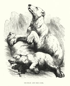She-bear and her cubs (engraving) بواسطة هاريسون ويليام وير