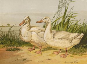 البط الأبيض أيليسبري (Chromolitho) بواسطة هاريسون ويليام وير