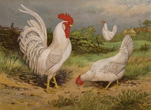 White Leghorns (chromolitho) بواسطة هاريسون ويليام وير