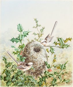 Buntings المرجان وعشهم في شجرة هولي بواسطة هاري برايت