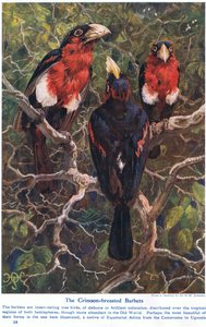 Crimson Crested Barbets ، رسم توضيحي من "عجائب الأرض والبحر" ، نشرته Cassell ، لندن ، 1914 بواسطة هاري هاميلتون جونستون