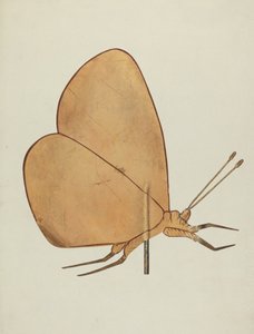 ريشة طقس الفراشة ، ج. 1938. بواسطة عسلي هايد