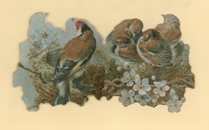 طيور