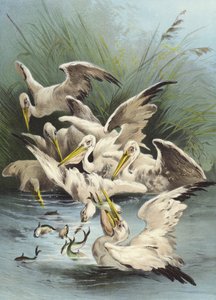تغذية البجع (chromolitho)