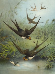 ابتلاع (chromolitho)