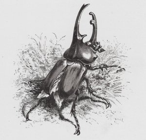 The Insect: Beetle (engraving)