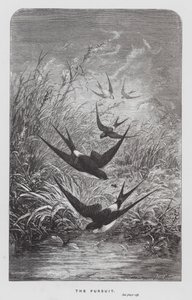 The Insect: The Pursuit (engraving) بواسطة هيكتور جياكوميلي