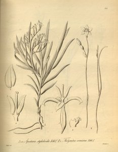 Apostasia wallichii (مثل Apostasia stylidioides) - Thelymitra cornicina