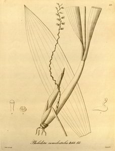 رسم توضيحي لـ Pholidota camelostalix