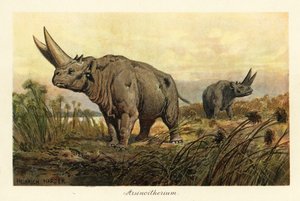 Arsinoitherium ، جنس منقرض من الثدييات paenungulata. ، 1908 (طباعة)