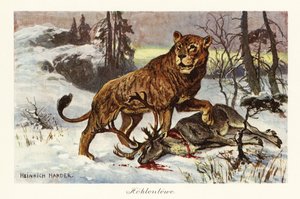 أسد الكهف الأوراسي ، Panthera spelaea. ، 1908 (طباعة)