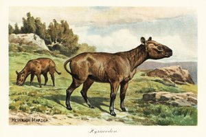 Hyracodon ، جنس منقرض من الثدييات الشبيهة بالمهر ، Oligocene. ، 1908 (طباعة)