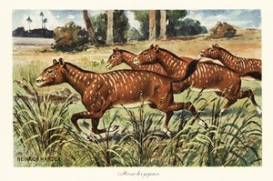 Mesohippus ، جنس منقرض من الحصان المبكر. ، 1908 (طباعة)