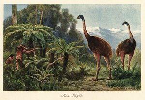 يتم اصطياد طيور الموا من قبل الرجال بالأقواس والسهام.