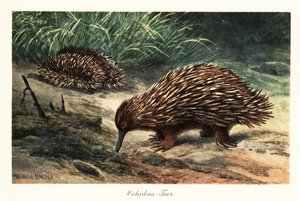 إيكيدنا قصير المنقار ، Tachyglossus aculeatus ، البحث عن الطعام.
