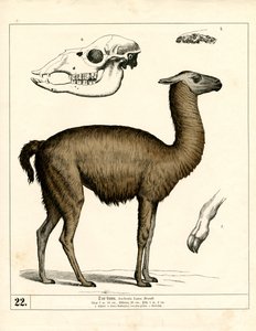  بواسطة هاينريش لوتيمان