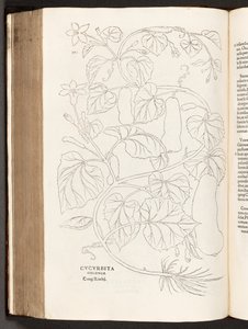 BT3.26.5 ص .370 Courgette ، من تاريخ تعليقات النباتات من قبل Leonhart Fuchs البارز ، 1542 بواسطة هاينريش وماير ، ألبرت فولمورير