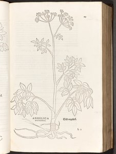 BT3.267.5 p.125 Wild Angelica ، من تاريخ تعليقات النباتات بقلم ليونهارت فوش ، 1542 بواسطة هاينريش وماير ، ألبرت فولمورير