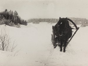الحرب العالمية الأولى: شهدت أوكرانيا في أعوام 1914-1916 أثناء غزو الجيش الألماني. مزلقة تجرها الخيول في الثلج (صورة b / w)