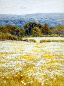 Oxeye Daisies ، بالقرب من ويسترهام ، كنت (ألوان مائية على ورق) بواسطة هيلين ألينجهام