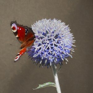 الطاووس على Blue Thistle ، 2018 بواسطة هيلين وايت