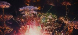 Radiant Hedgerow ، 2018 ، بواسطة هيلين وايت