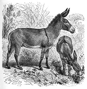 الحمار البري الأفريقي ، c1900