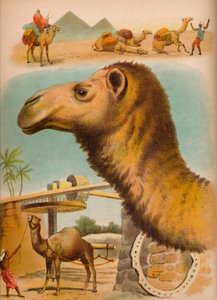 الجمل ، ج 1900