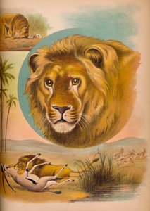 الأسد ، c1900