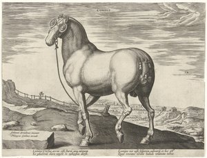حصان من كورسيكا Corsvs (العنوان على الكائن) سلالات الخيول من الاسطبلات الملكية لنمسا دون جوان (عنوان السلسلة) Equile Ioannis Austriaci Caroli (عنوان المسلسل) بواسطة هانز كوليرت (الأول) (ربما)
