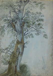 دراسة شجرة ، 1597-99 (قلم بالحبر البني الداكن ، الفرشاة في المرحاض ولون الجسم ، مرتفع باللون الأبيض على ورق أزرق) بواسطة هندريك جولتزيوس